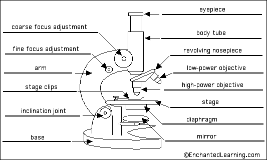 Rat dissection lab report